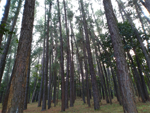 Pine Forest