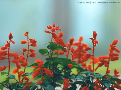 Explore Flora
