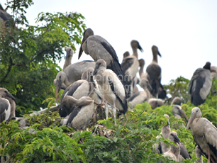 Kendua Migrating Birds