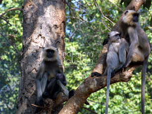 Langur... Chilkigarh Beauty