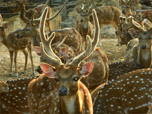 Junglemahal Zoological Park