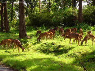 Bonpukuria Deer Park
