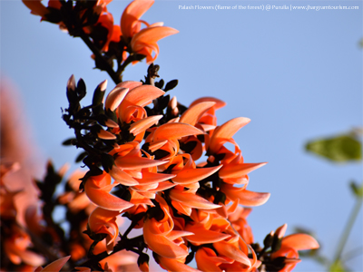 Palash Flower