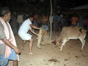 Badna (Saharai) Bandna