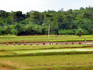 Paddy Field