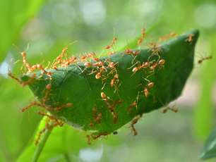 Red Ants Nest