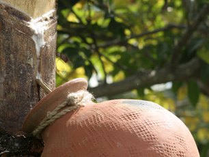 Date Palm Tree