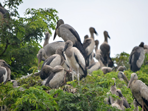 Migrating Birds