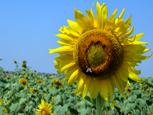 Kodopal Agro Tourism