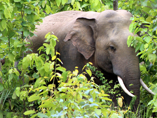 Elephant Elephant