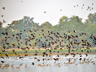 Jhilli Migrating Birds Jhilli Lake