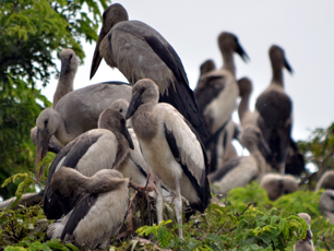 Kendua Migrating Birds Kendua Migrating Birds