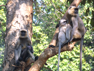 Langur Chilkigarh Kanak Aranya